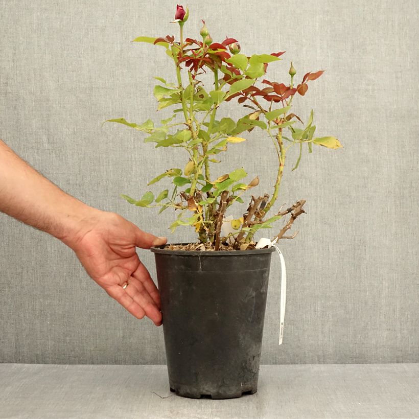 Ejemplar de Rosal Roi de Coeur Maceta 4L/5L entregado en verano