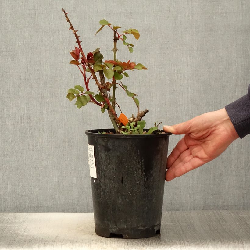Rosal Ruban Rouge Maceta 4L/5L Ejemplar entregado en la primavera