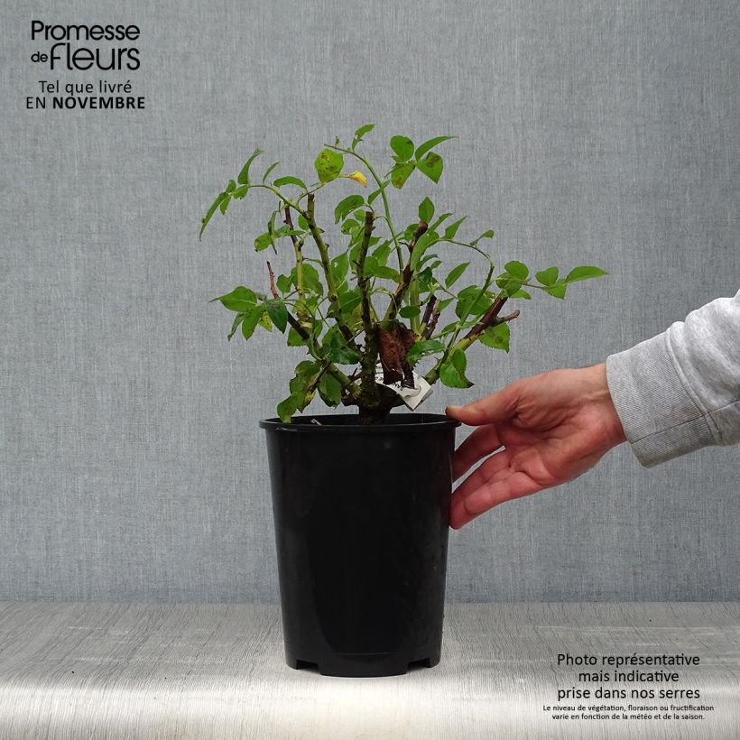 Ejemplar de Rosal Sandrine Quétier Maceta 4L/5L entregado en otoño