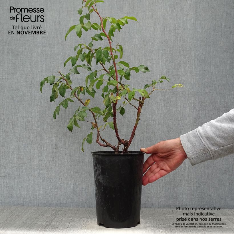 Ejemplar de Rosal Sunny Sky Maceta 4L/5L entregado en otoño