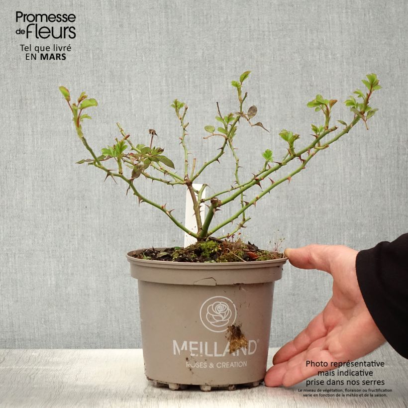 Rosal Sweet Love Maceta 4L/5L Ejemplar entregado en la primavera
