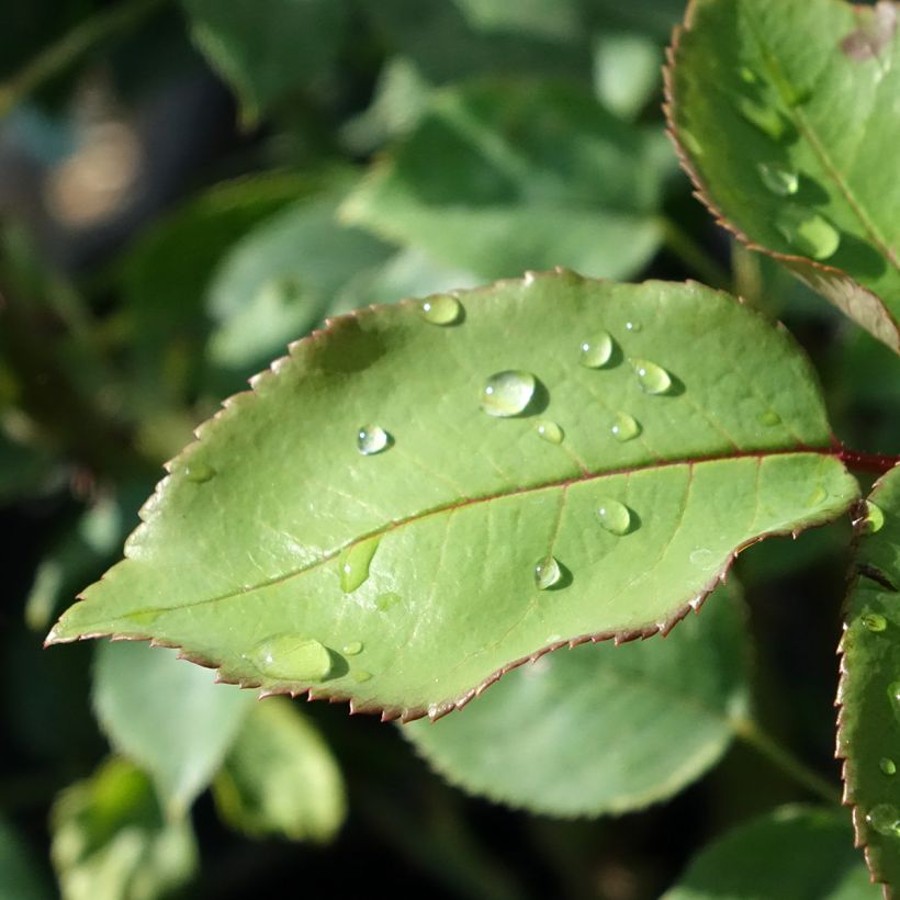 Rosal Tobago Odore (Follaje)