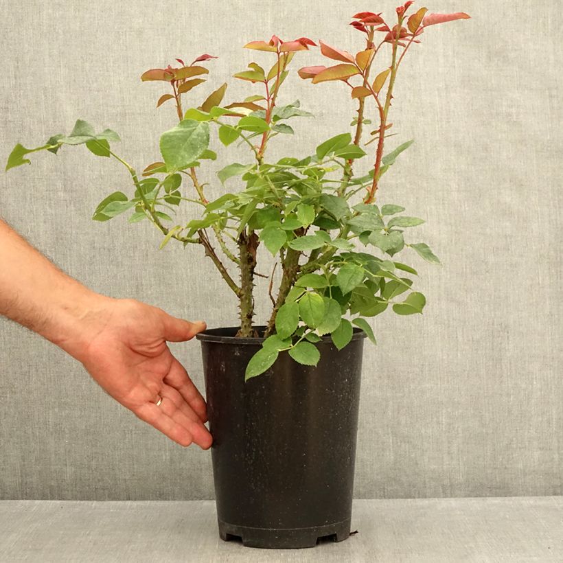 Ejemplar de Rosal Tobago Odore Maceta 4L/5L entregado en verano