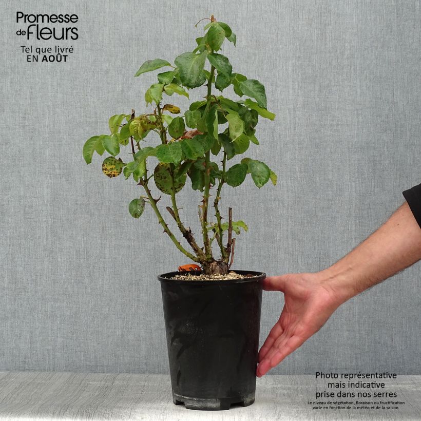 Ejemplar de Rosal Traviata Meilavio Maceta 4L/5L entregado en verano