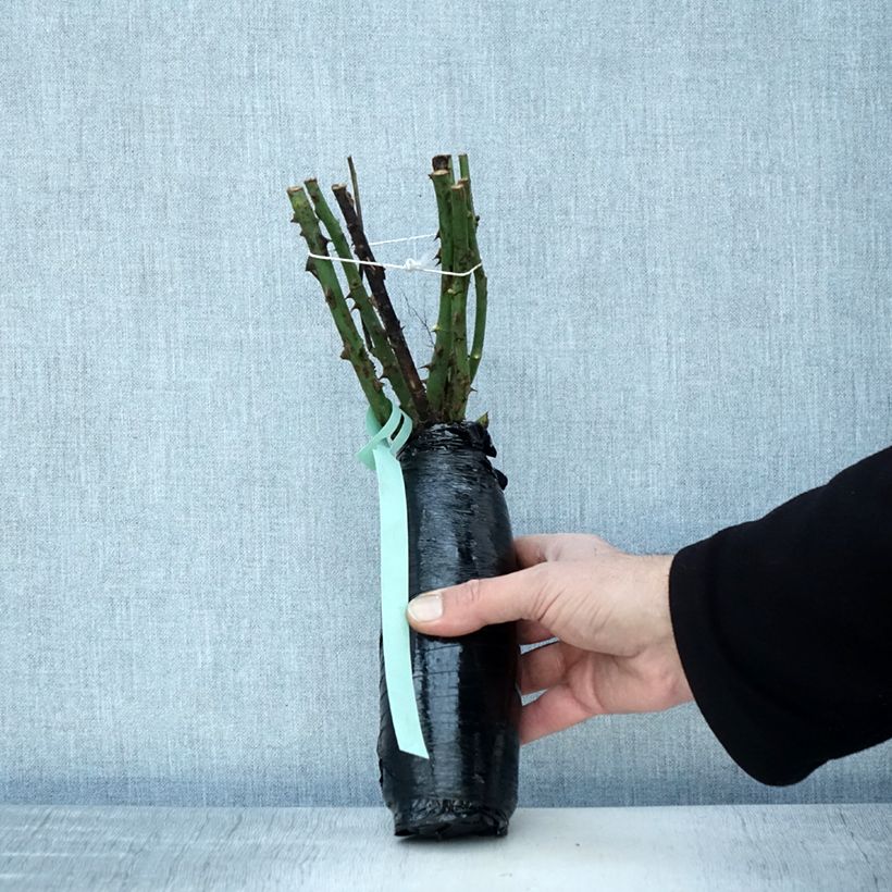 Rosal Ville de Chine Raíz desnuda Ejemplar entregado en invierno
