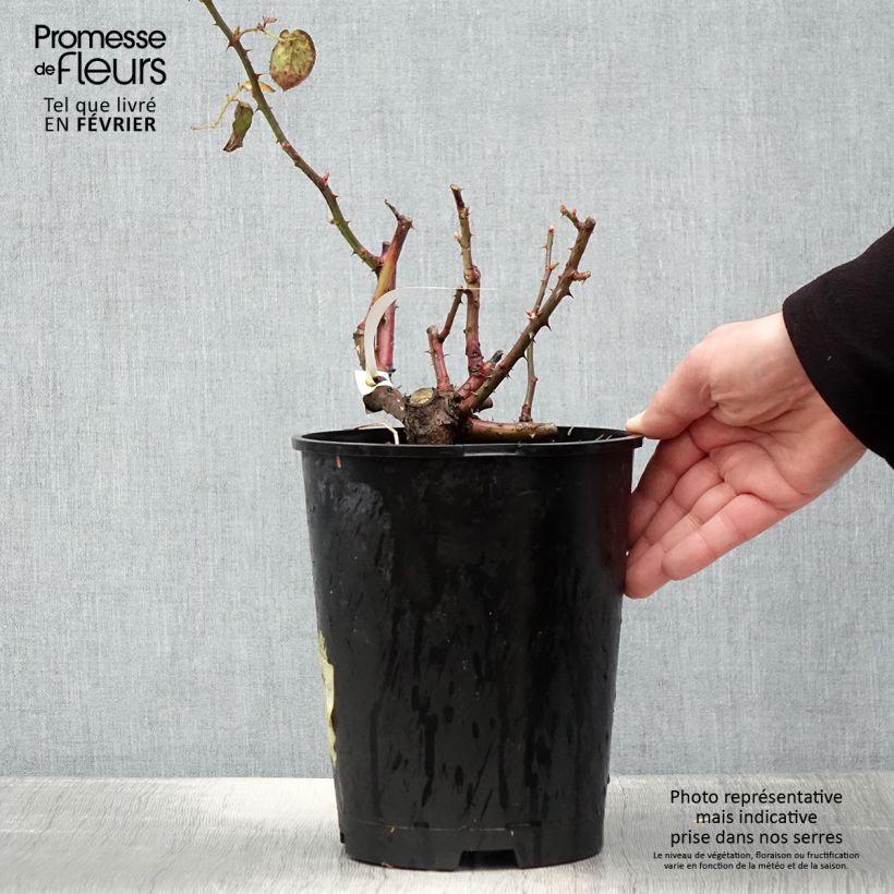 Rosal Violette Parfumée Maceta 4L/5L Ejemplar entregado en invierno