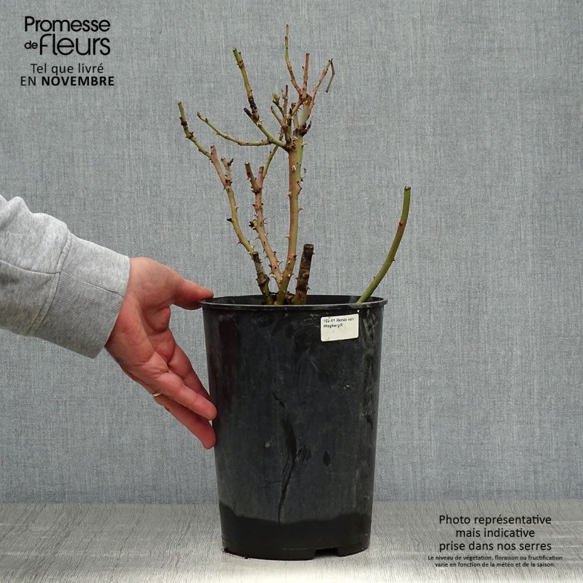 Ejemplar de Rosal Renée van Wegberg Maceta 4L/5L entregado en otoño