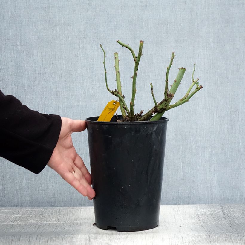 Ejemplar de Rosal Sophie Luise Maceta 4L/5L entregado en otoño