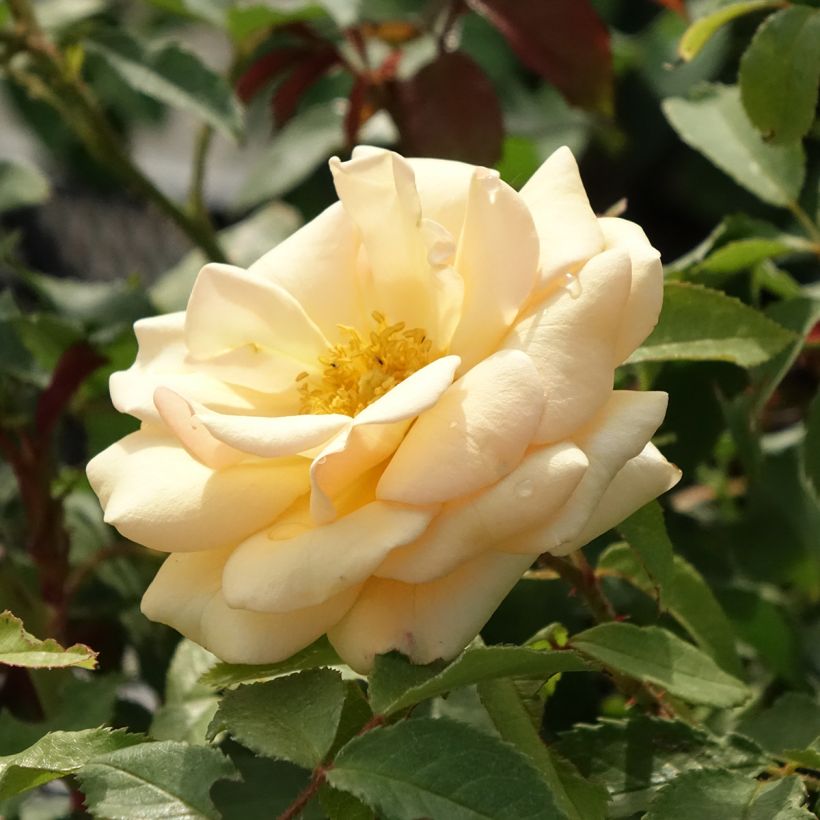 Rosal Sweet Honey Kormecaso (Floración)