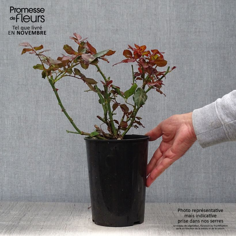 Ejemplar de Rosal The Times Maceta 4L/5L entregado en otoño