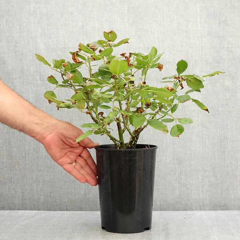 Ejemplar de Rosal The Times Maceta 4L/5L entregado en verano