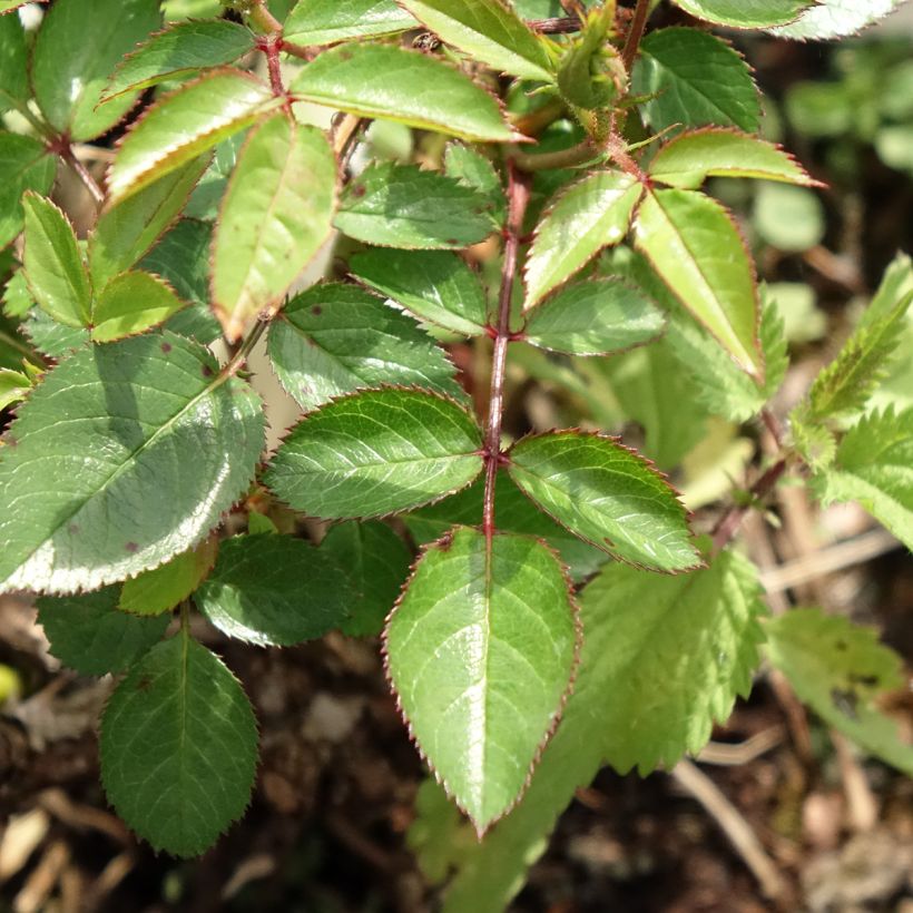 Rosal Everglow Ruby (Follaje)
