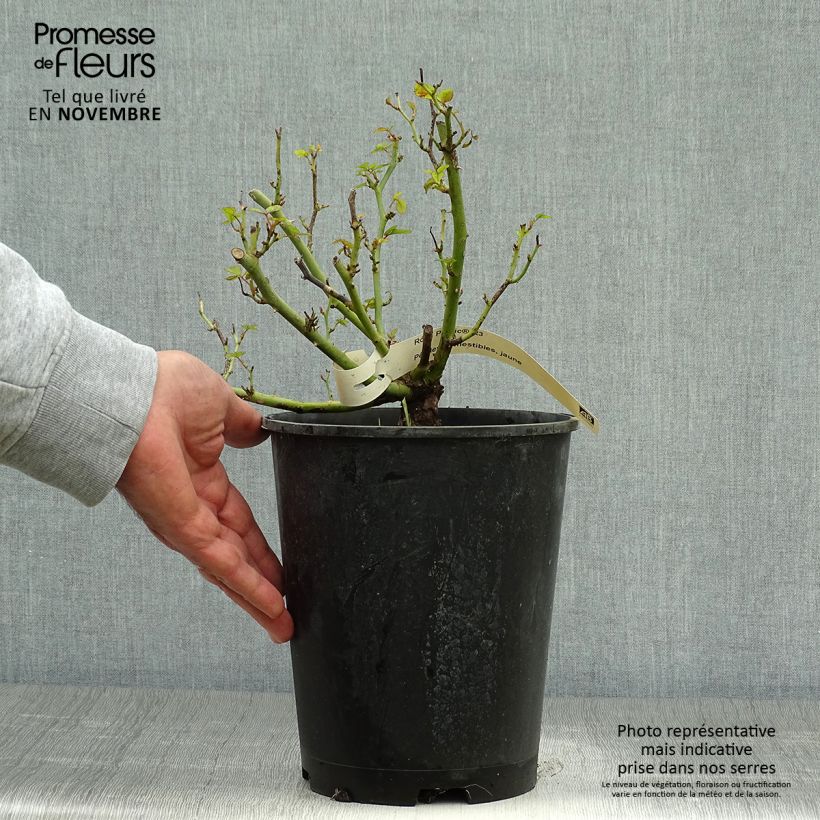 Ejemplar de Rosal Picnic - Rosal con pétalos comestibles Maceta 4L/5L entregado en otoño