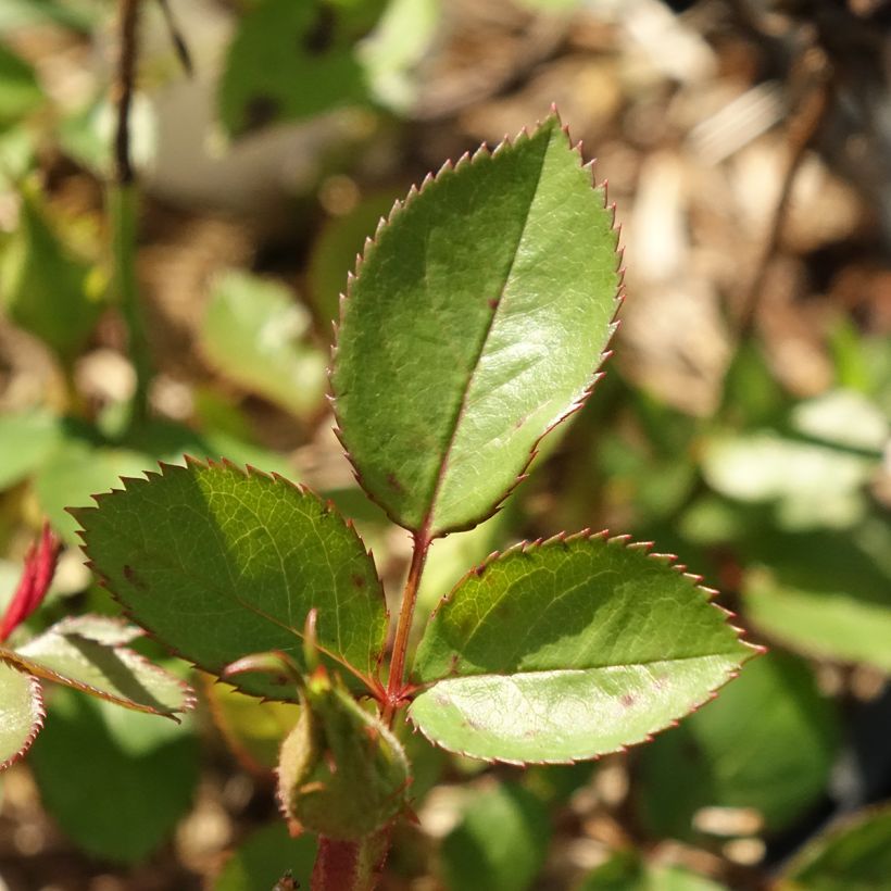 Rosal Tiramisu Bio - Rosal con pétalos comestibles (Follaje)