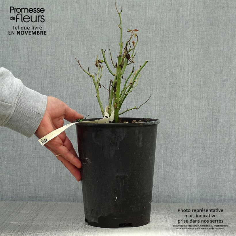 Ejemplar de Rosal Tiramisu Bio - Rosal con pétalos comestibles Maceta 4L/5L entregado en otoño