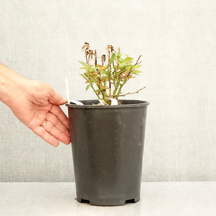 Ejemplar de Rosal Tiramisu Bio - Rosal con pétalos comestibles Maceta 4L/5L entregado en verano