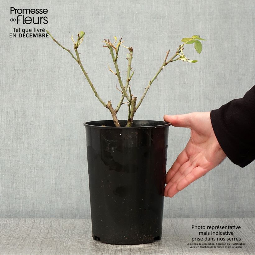 Ejemplar de Rosal alba Suaveolens Maceta 4L/5L entregado en otoño