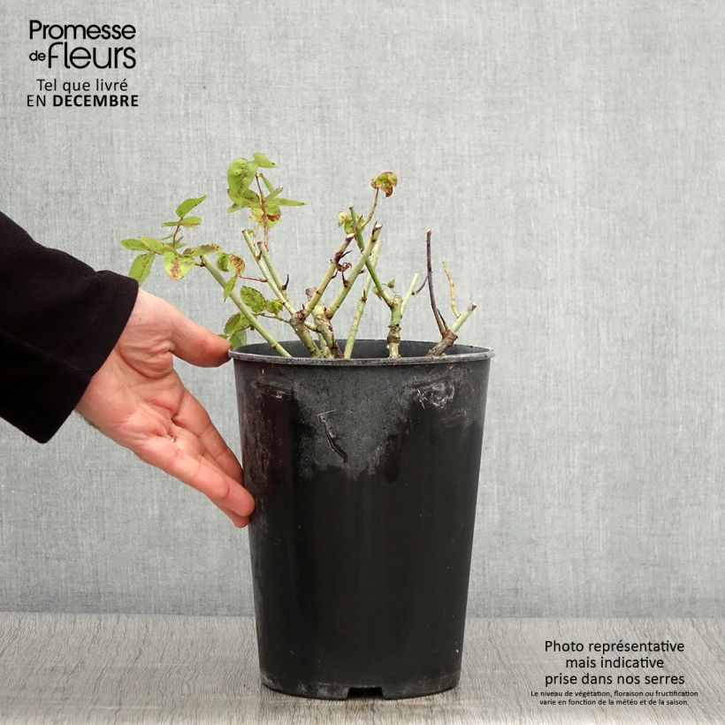 Ejemplar de Rosal Baron Girod de l'Ain Maceta 4L/5L entregado en otoño