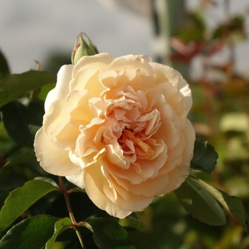 Rosal Buff Beauty (Floración)