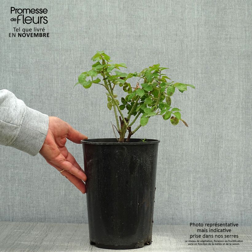 Ejemplar de Rosal gallica Cardinal de Richelieu Maceta 4L/5L entregado en otoño