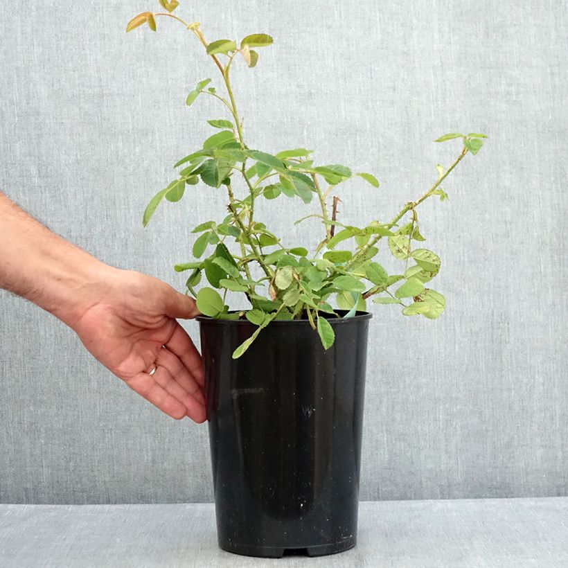 Ejemplar de Rosal centifolia Muscosa Maceta 4L/5L entregado en verano