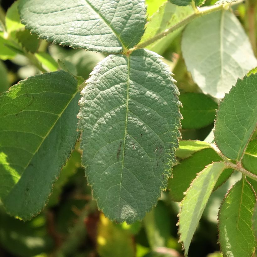 Rosal centifolia Muscosa (Follaje)
