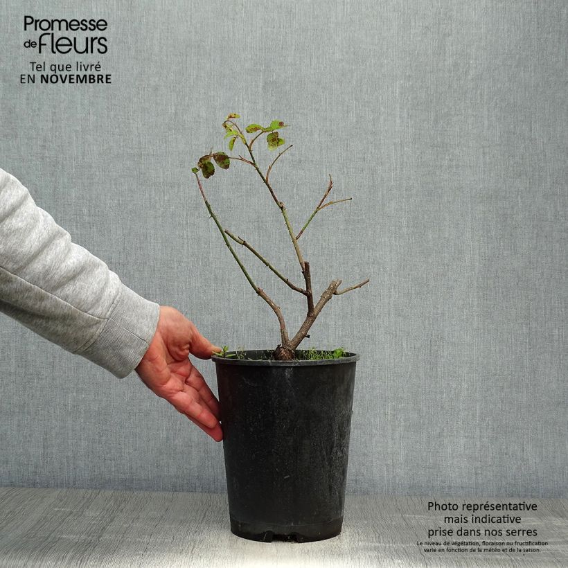 Ejemplar de Rosal centifolia Cristata Maceta 4L/5L entregado en otoño