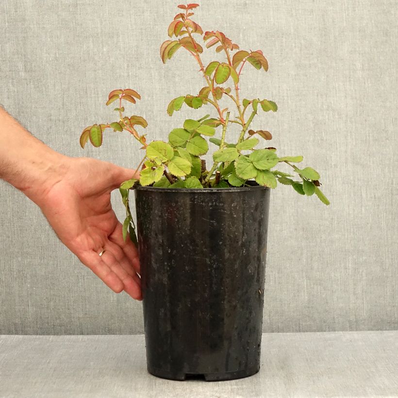 Ejemplar de Rosal centifolia Cristata Maceta 4L/5L entregado en verano