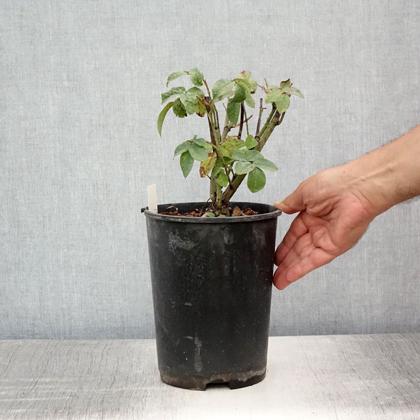 Ejemplar de Rosal gallica Charles de Mills - Rosal de Castilla Maceta 4L/5L entregado en verano