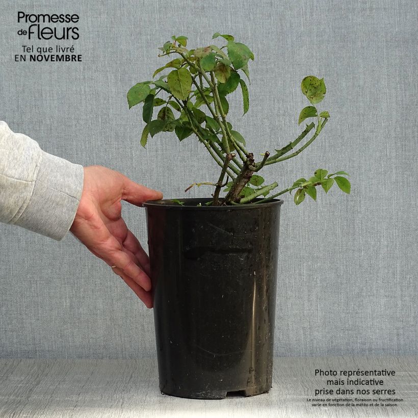 Ejemplar de Rosal gallica Complicata - Rosal de Castilla Maceta 4L/5L entregado en otoño