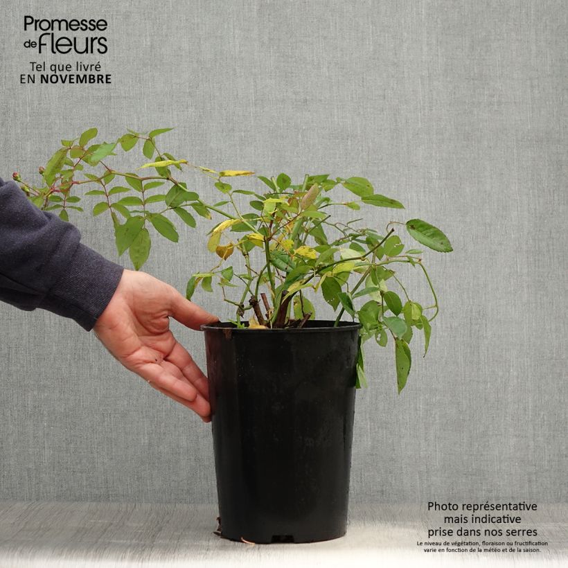 Ejemplar de Rosal Cornelia Maceta 4L/5L entregado en otoño