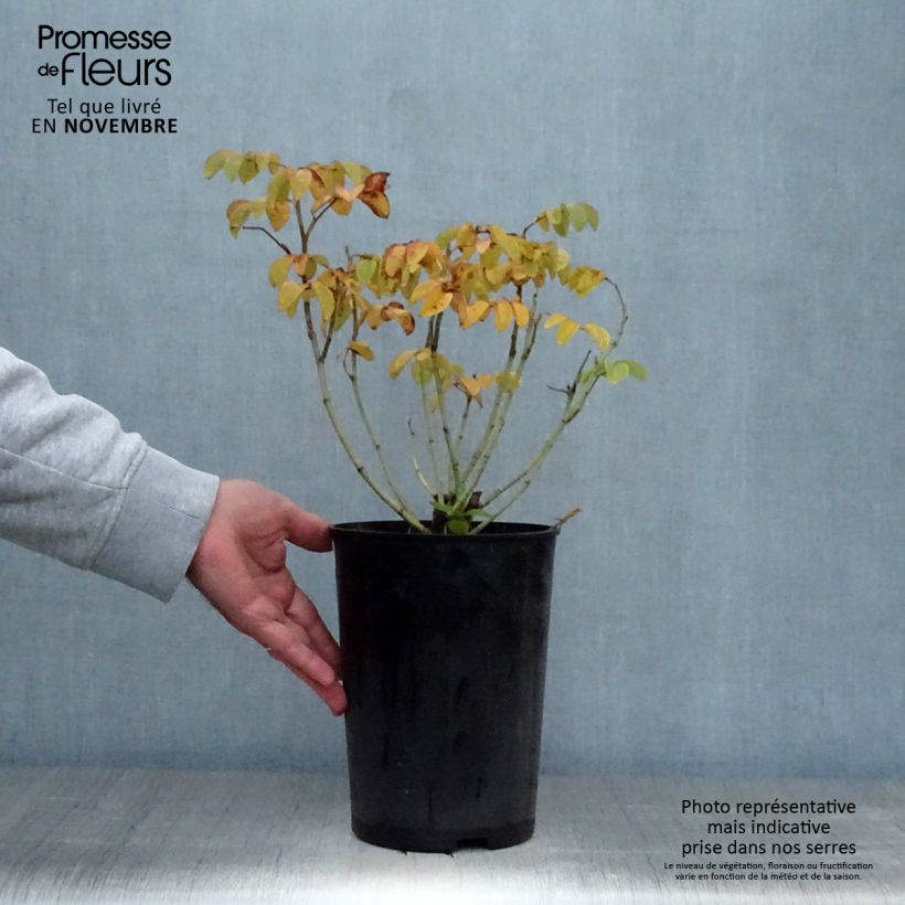 Ejemplar de Rosal Cuisse de Nymphe Maceta 4L/5L entregado en otoño