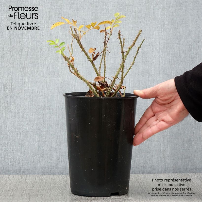 Ejemplar de Rosal rugosa F.J Grootendorst Maceta 4L/5L entregado en otoño