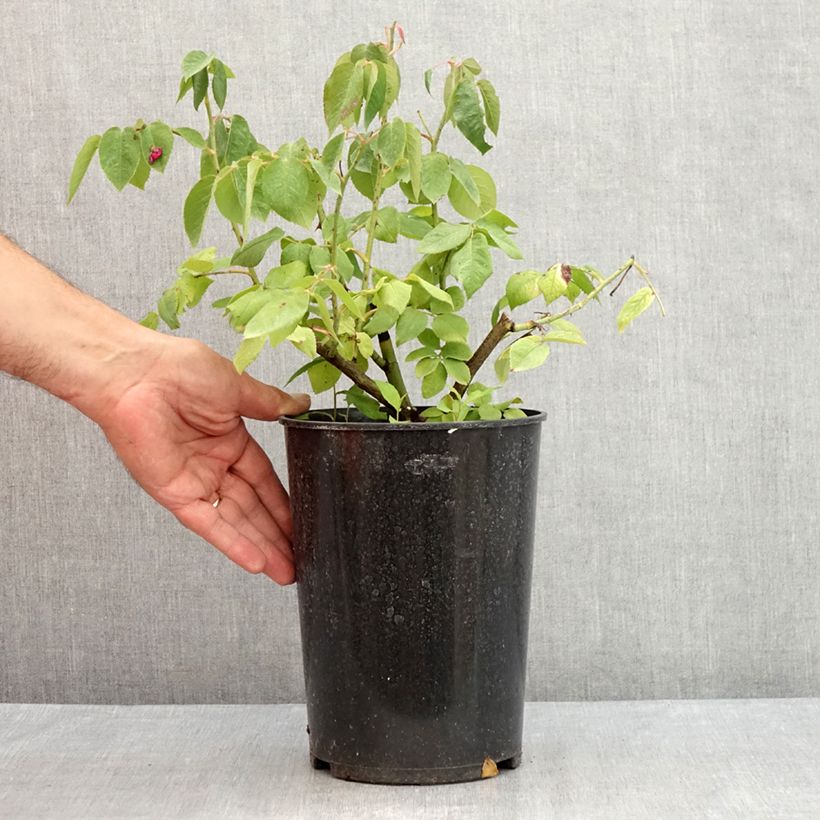 Ejemplar de Rosal centifolia Fantin Latour Maceta 4L/5L entregado en verano