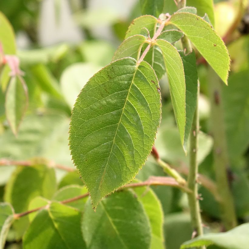 Rosal centifolia Fantin Latour (Follaje)