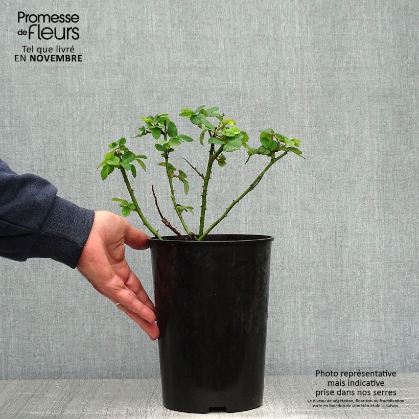 Ejemplar de Rosal Ferdinand Pichard Maceta 4L/5L entregado en otoño