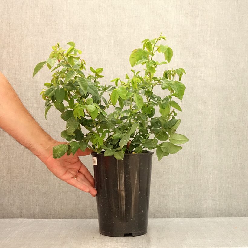 Ejemplar de Rosal Ferdinand Pichard Maceta 4L/5L entregado en verano