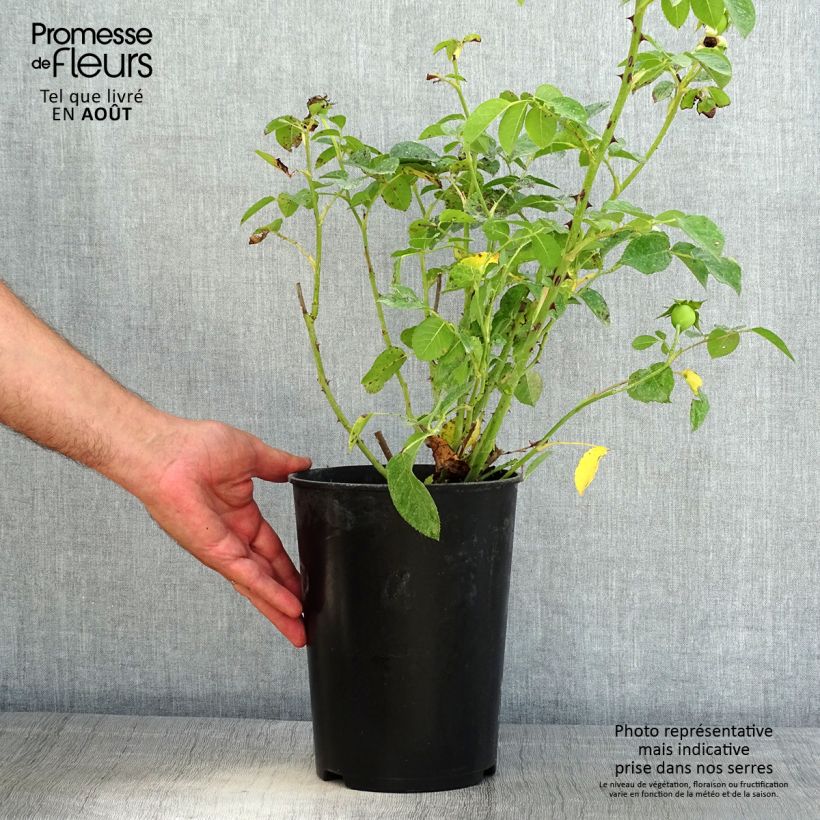 Ejemplar de Rosal Fragrant old yellow Maceta 4L/5L entregado en verano