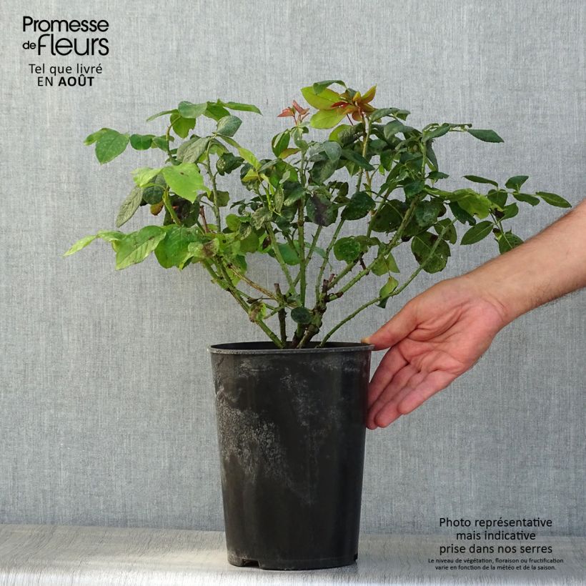 Ejemplar de Rosal Fragrant Old purple Maceta 4L/5L entregado en verano