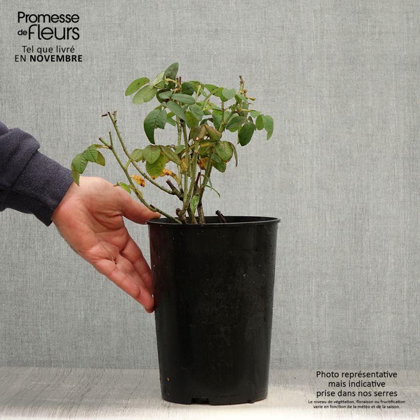Ejemplar de Rosal gallica Officinalis - Rosal de Castilla Maceta 4L/5L entregado en otoño