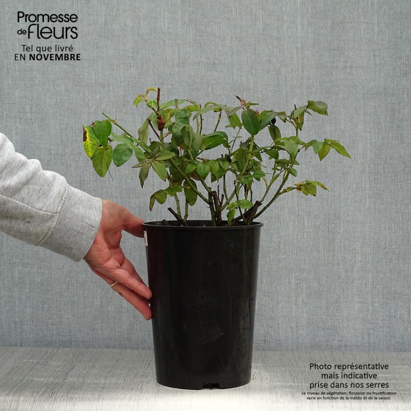 Ejemplar de Rosal gallica Versicolor - Rosal de Castilla Maceta 4L/5L entregado en otoño