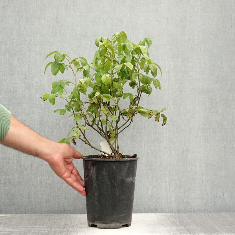 Ejemplar de Rosal gallica Versicolor - Rosal de Castilla Maceta 4L/5L entregado en verano