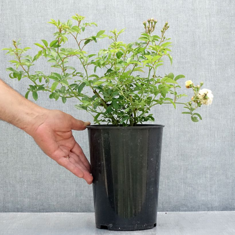 Ejemplar de Rosal multiflora Ghislaine de Féligonde - Rosal trepadora Maceta 4L/5L entregado en verano
