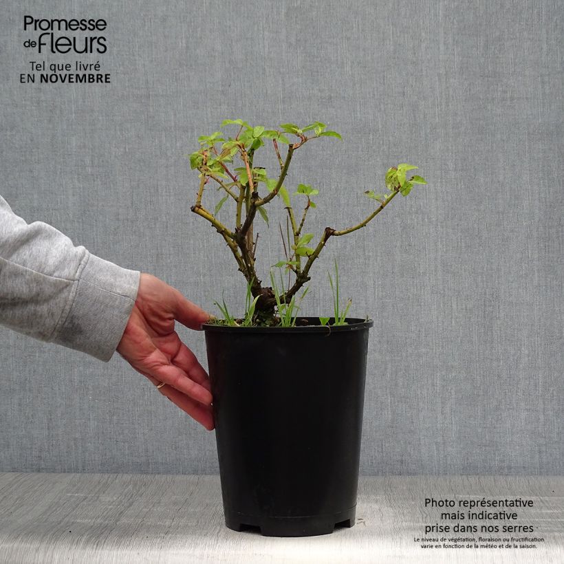 Ejemplar de Rosal gallica Gros Provins Panaché - Rosal de Castilla Maceta 4L/5L entregado en otoño