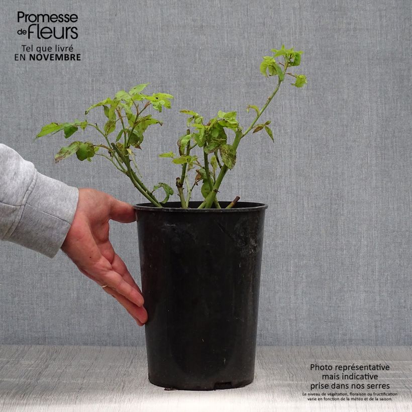 Ejemplar de Rosal Honorine de Brabant Maceta 4L/5L entregado en otoño