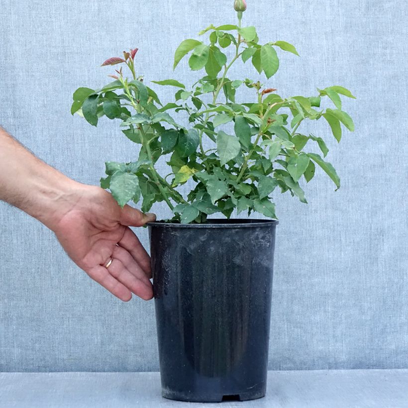 Ejemplar de Rosal Honorine de Brabant Maceta 4L/5L entregado en verano