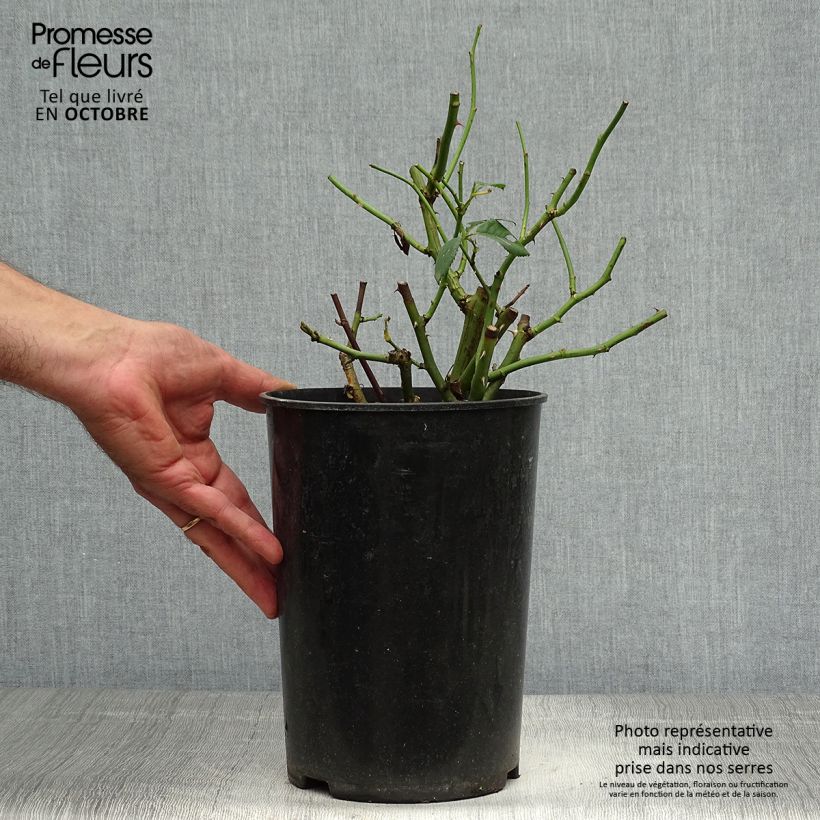 Ejemplar de Rosal Jacqueline du Pré Maceta 4L/5L entregado en otoño