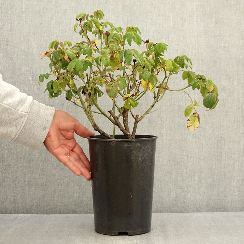 Ejemplar de Rosal gallica Jenny Duval - Rosal de Castilla Maceta 4L/5L entregado en verano