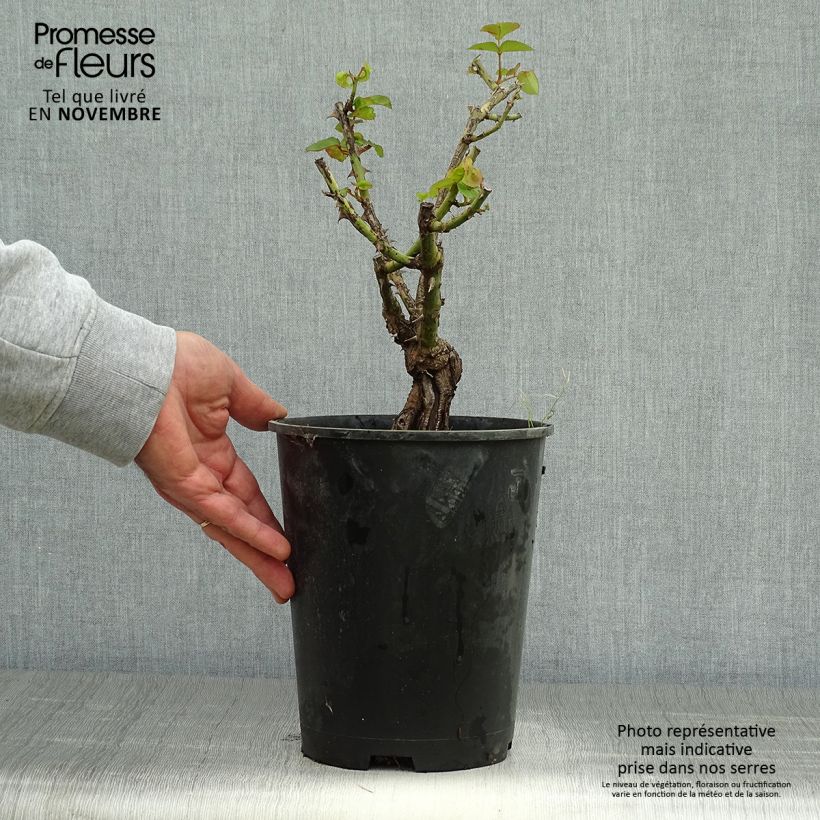 Ejemplar de Rosal Joseph's Coat Maceta 4L/5L entregado en otoño