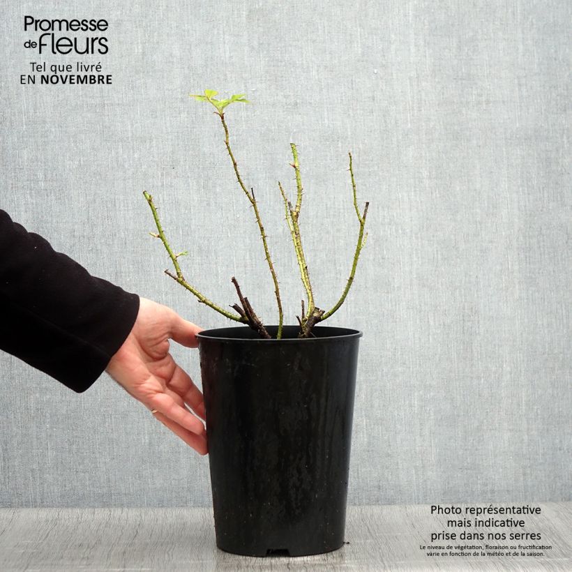 Ejemplar de Rosal Trigintipetala Maceta 4L/5L entregado en otoño